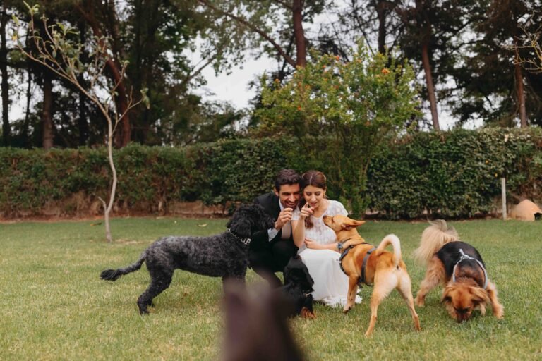 O casamento pet friendly da Ana e do André na Quinta dos Machados